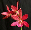 Lc. Florence Lin 'Diamond Orchids' AMAOS x Epc. Kyoguchi 'Peter's Pick'